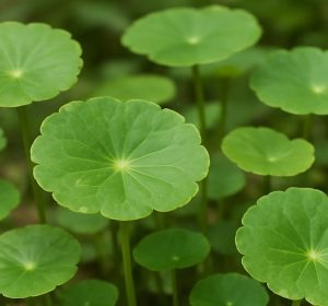 Centella asiatica plant